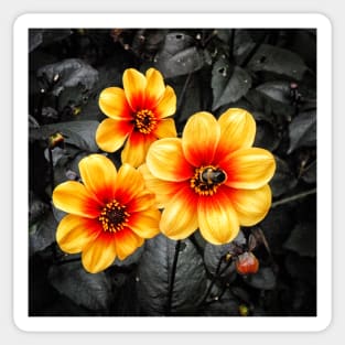 Yellow Sunshine Dahlia Flower - Bumblebee Camo Botanical art Sticker